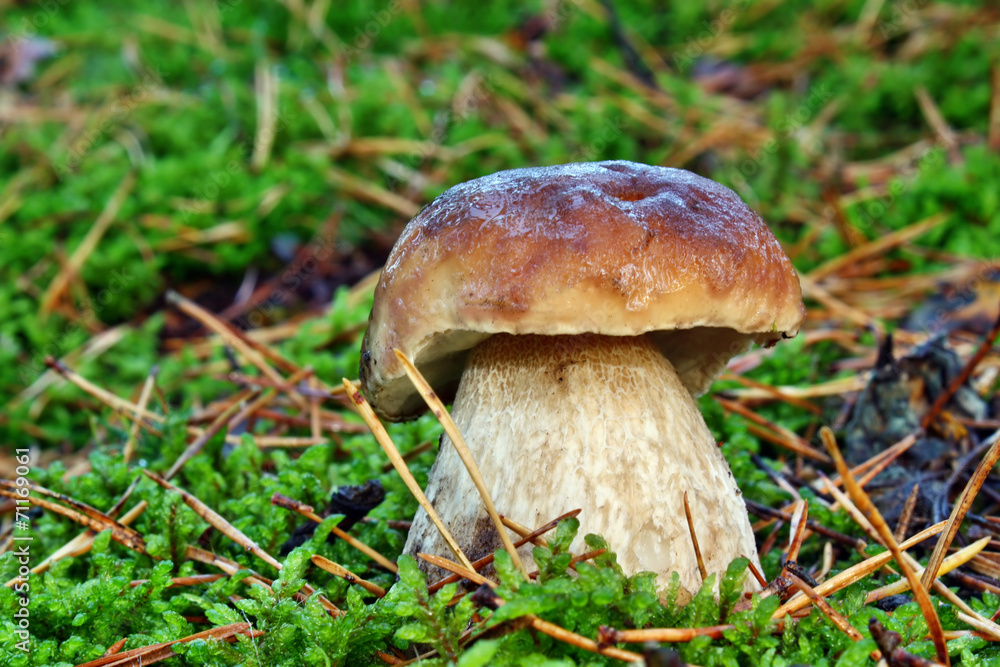 Boletus edulis Boletus edulis