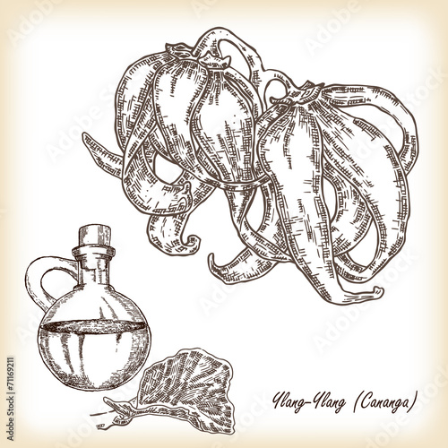 Cosmetic herbs. Plant Ylang-Ylang (Cananga). Hand drawn vector
