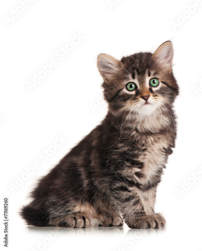 Fototapeta Naklejka Na Ścianę i Meble -  Siberian kitten