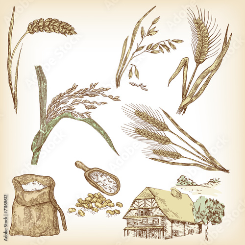 Cereals set. Hand drawn illustration wheat, rye, oats, rice