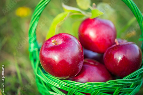 Red apples in the basket, autumnal garden scenery.