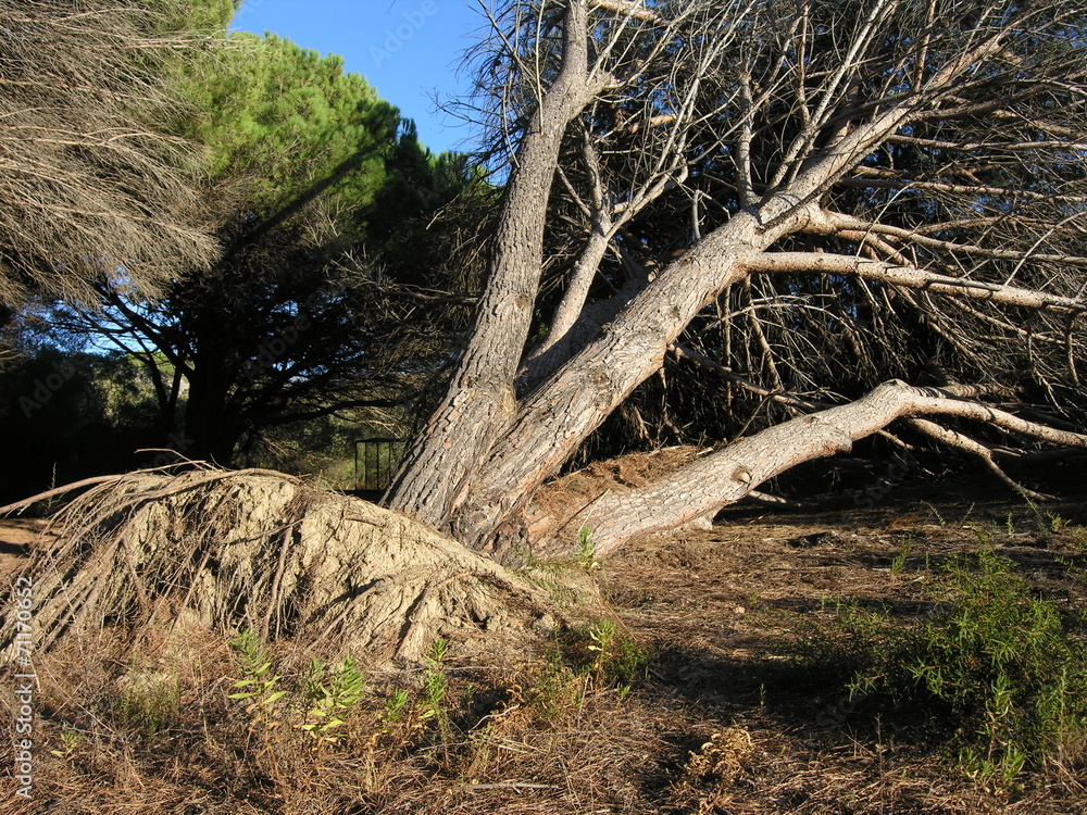 regno degli alberi 2