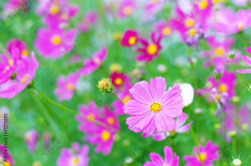 Cosmos flower in the field