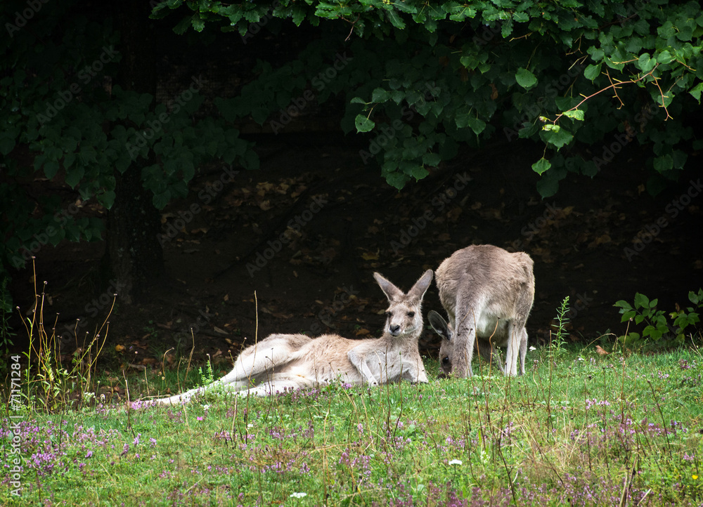 Two kangaroos resting on the meadow Two kangaroos resting on the meadow