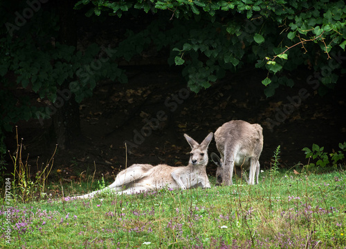 Two kangaroos resting on the meadow
