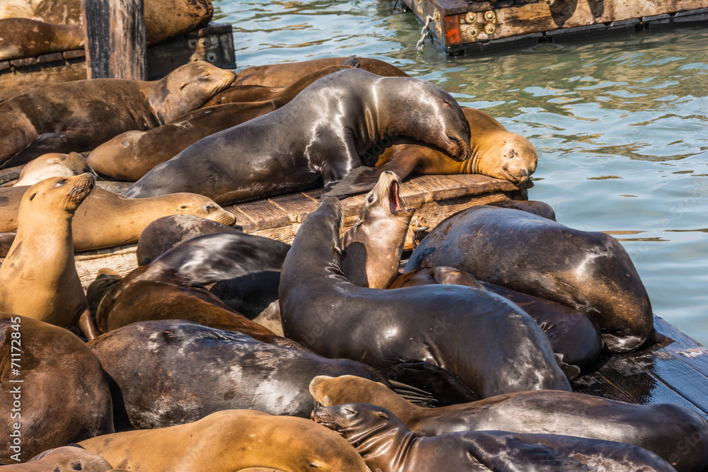 Fototapeta premium Sea lions on the piers in San Francisco
