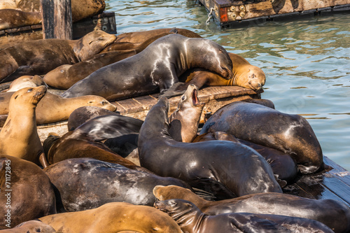 Sea lions on the piers in San Francisco