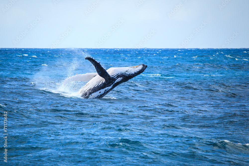 Naklejka premium Whale breaching