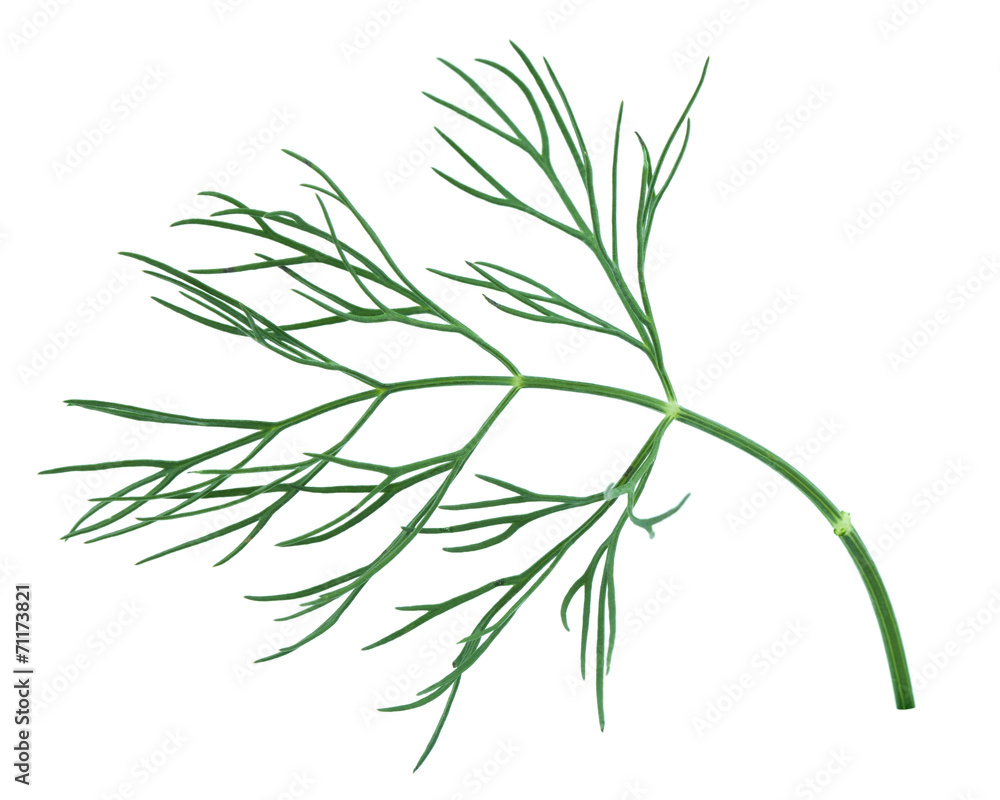 Green dill Green dill