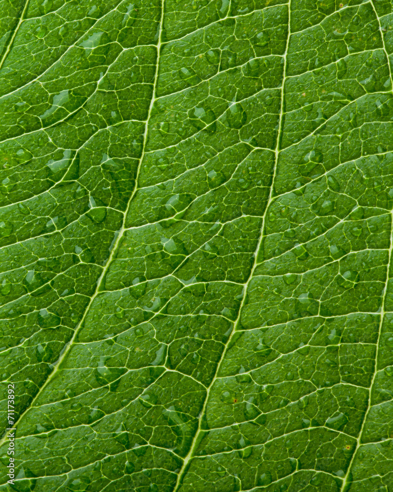 green leaf green leaf