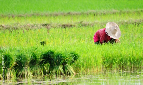 farmer