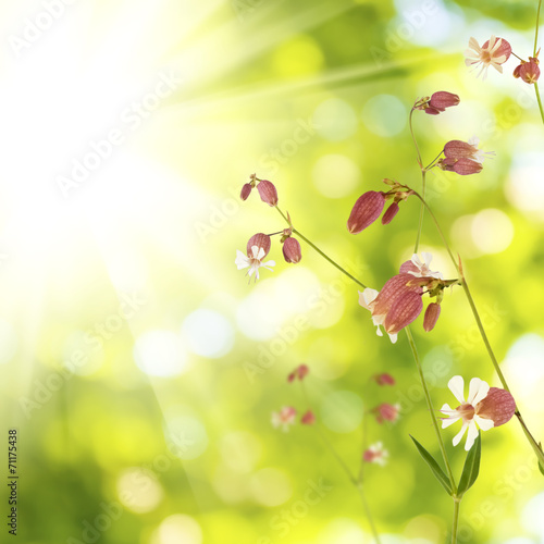 Fototapeta Naklejka Na Ścianę i Meble -  wild flowers in the garden against the sun