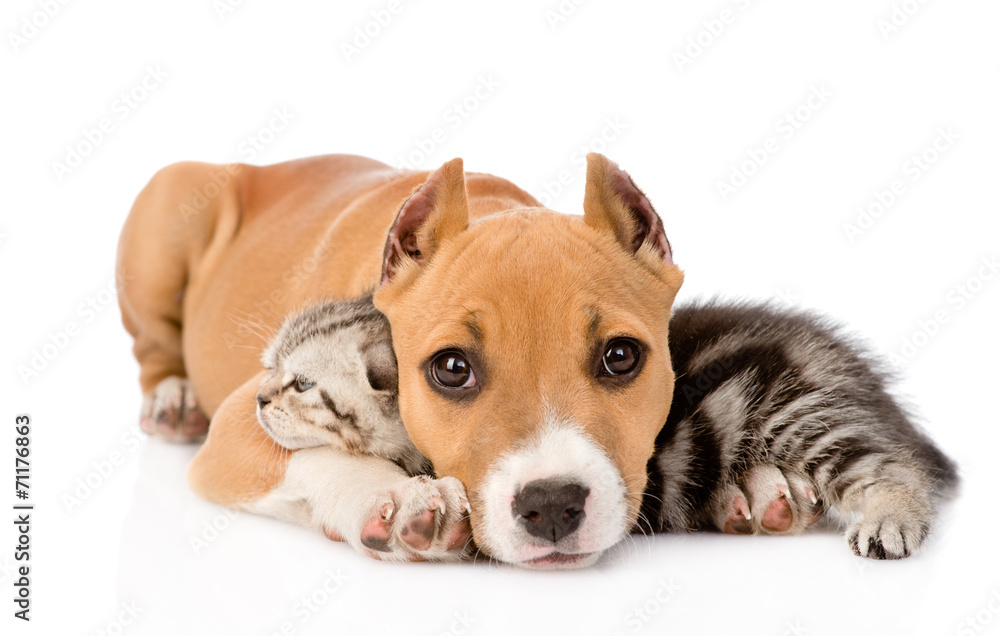 stafford puppy and scottish kitten together. isolated on white b