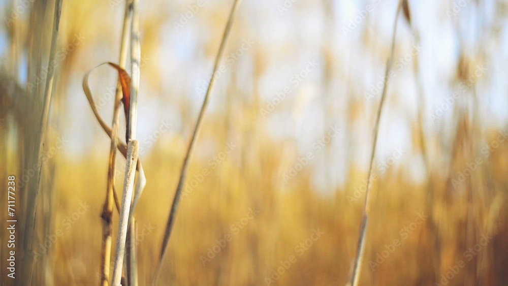 Dry reed grass on a sunny autumn day. 1920x1080 full hd footage. Dry reed grass on a sunny autumn day. 1920x1080 full hd footage.