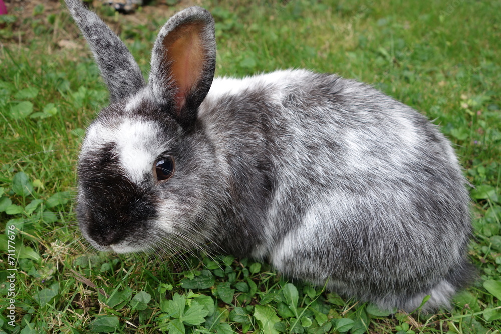 Lapin européen