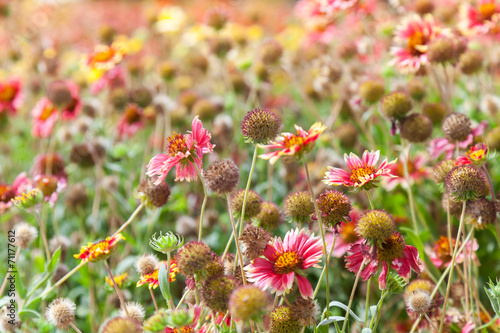 Colorful wild flowers on the summer meadow. Helenium