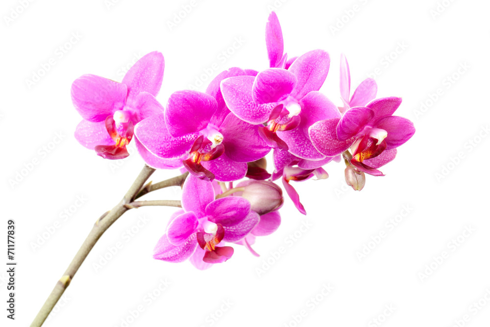 Fototapeta premium Group of pink orchid flowers isolated on white background
