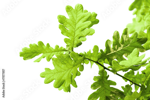 Fresh green oak leaves isolated on white background