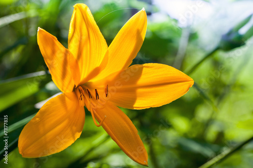 Fototapeta Naklejka Na Ścianę i Meble -  Hemerocallis lilioasphodelus. Bright yellow lily flower in summe