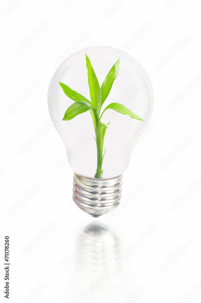 Light bulb with sprout inside Light bulb with sprout inside