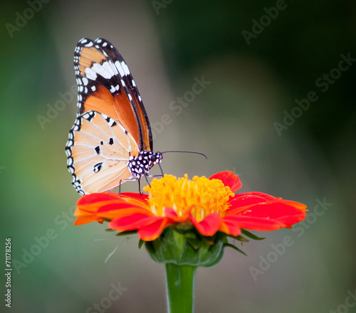 Butterfly on a flower #71178256