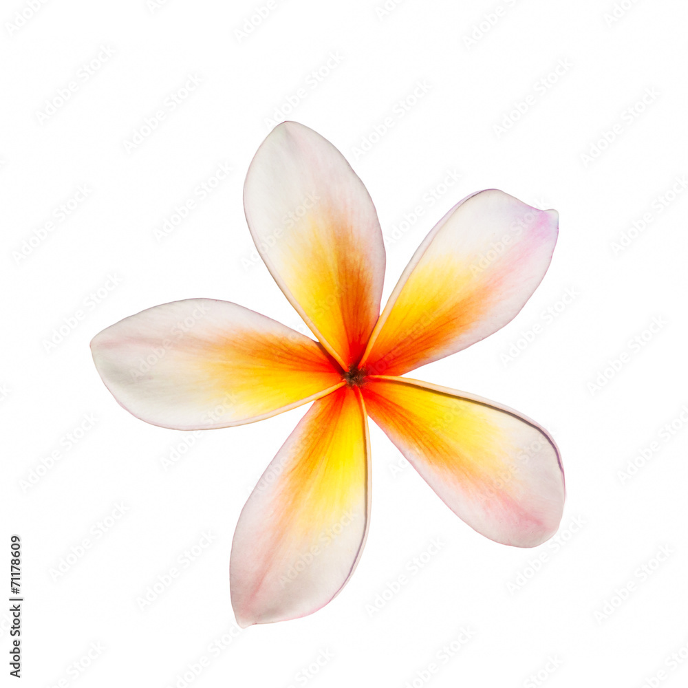 frangipani frangipani