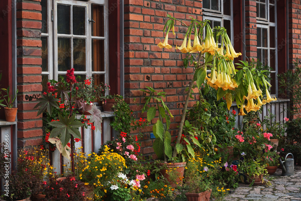 Brugmansia and other blooming flowers in front of a facade