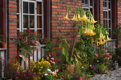 Brugmansia and other blooming flowers in front of a facade