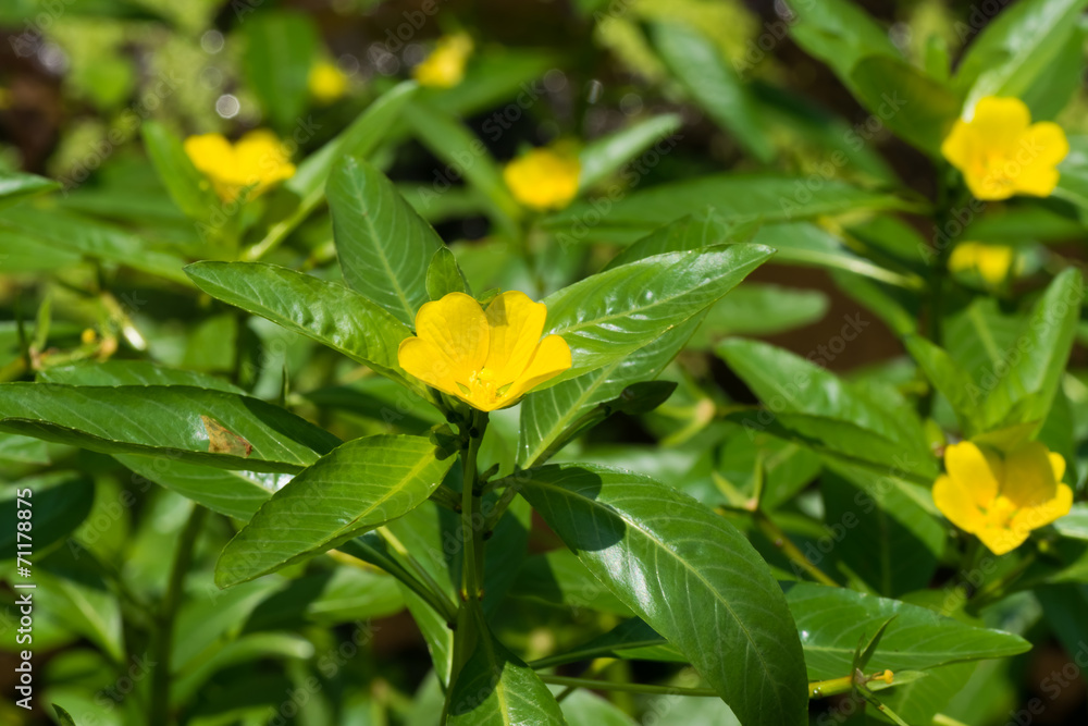 Ludwigia peploides subsp stipulacea, ONAGRACEAE Ludwigia peploides subsp stipulacea, ONAGRACEAE