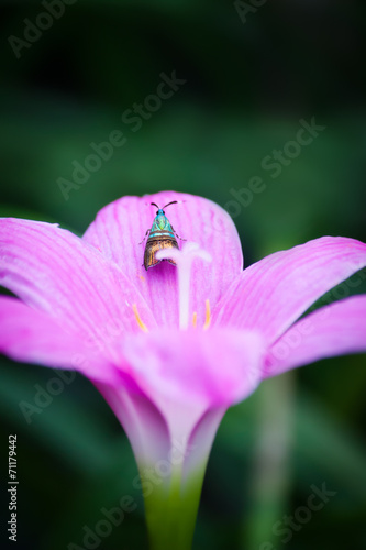 Insects and Flowers