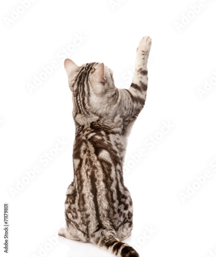 Fototapeta Naklejka Na Ścianę i Meble -  Playful tabby cat. Back view. Isolated on white background