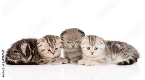 Wallpaper Mural three baby kittens in front. isolated on white background Torontodigital.ca