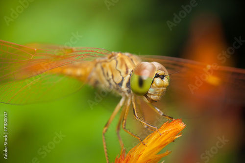 Dragonfly © beerphotographer