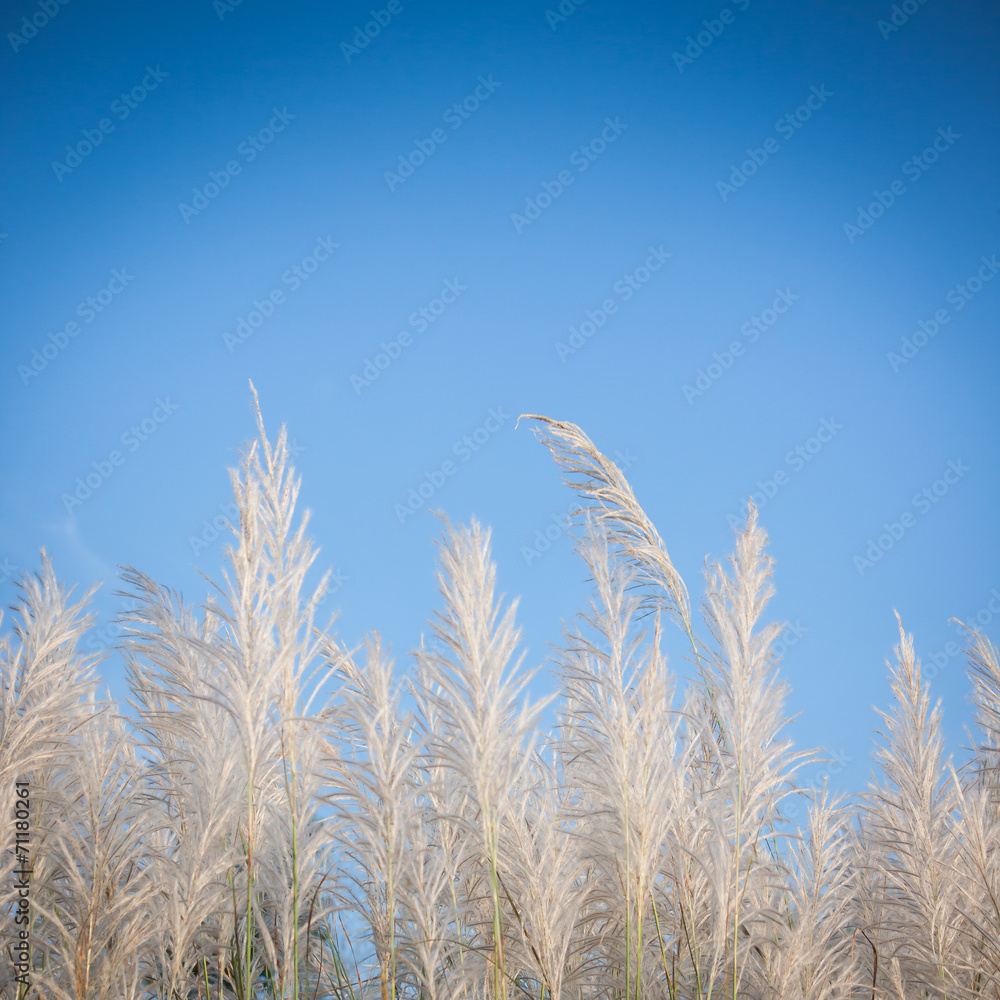 Obraz premium Flowers and sky