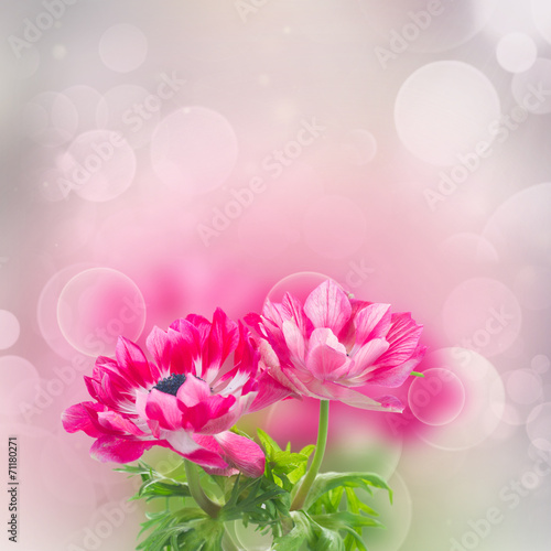 pink anemone flowers © neirfy