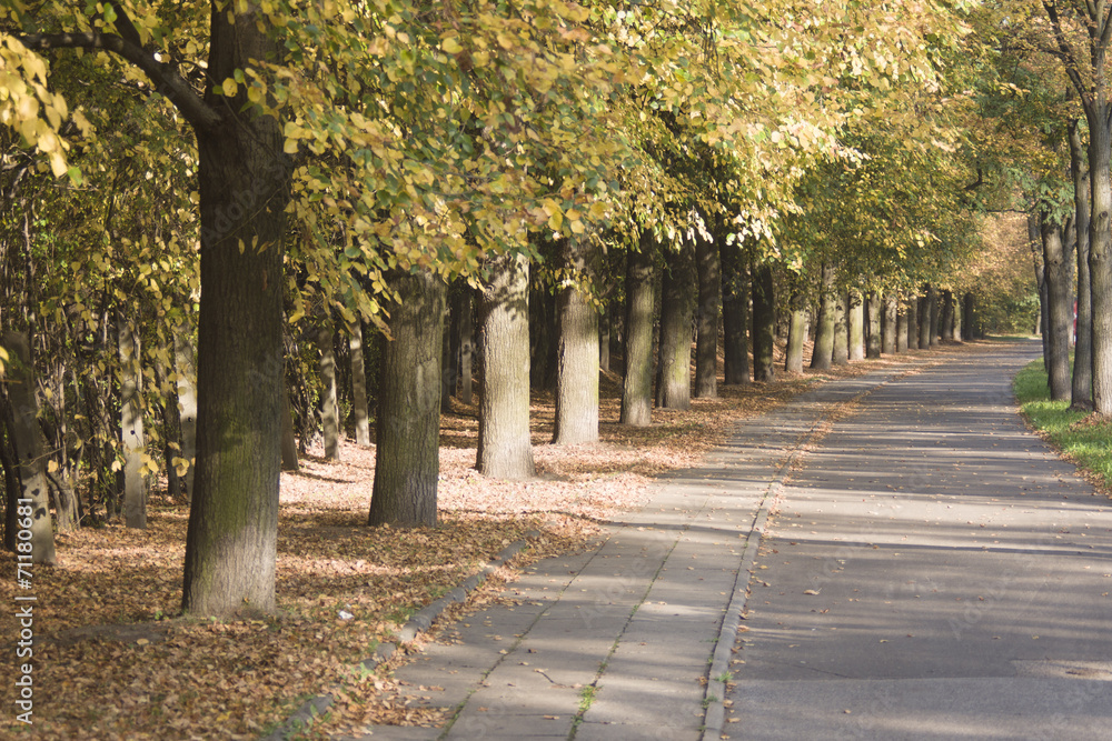 Naklejka premium lipowa alejka