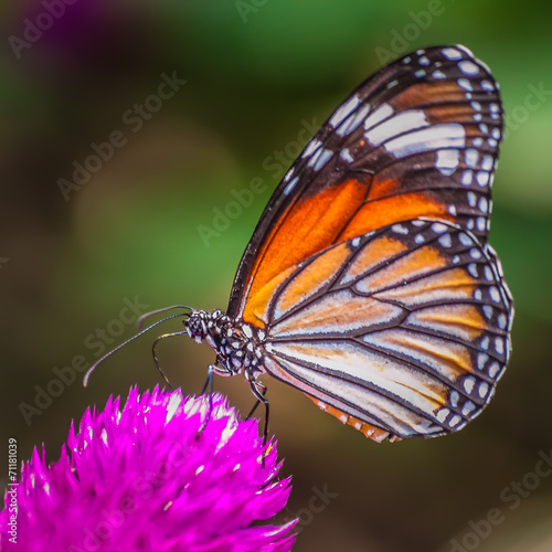 Butterfly on a flower #71181039