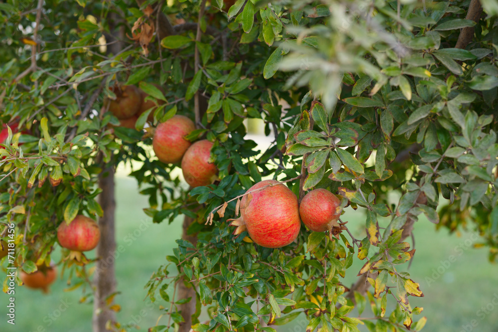 background of ripe pomegranate on tree