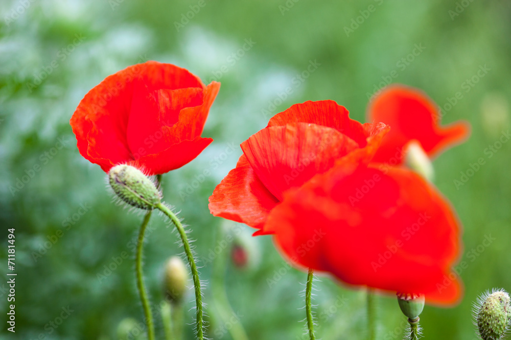 Closeup of the blooming red poppy flowers and poppy buds Closeup of the blooming red poppy flowers and poppy buds