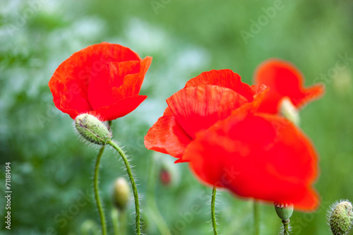 Closeup of the blooming red poppy flowers and poppy buds