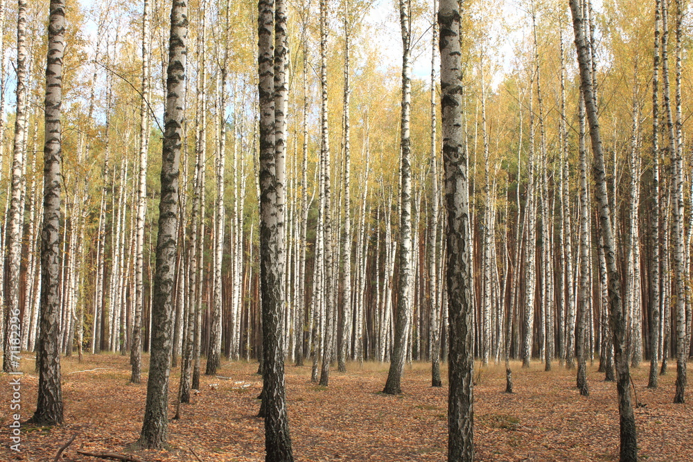 Autumn trees with yellowing leaves Autumn trees with yellowing leaves
