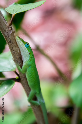 Green gecko camouflauged on a green branch