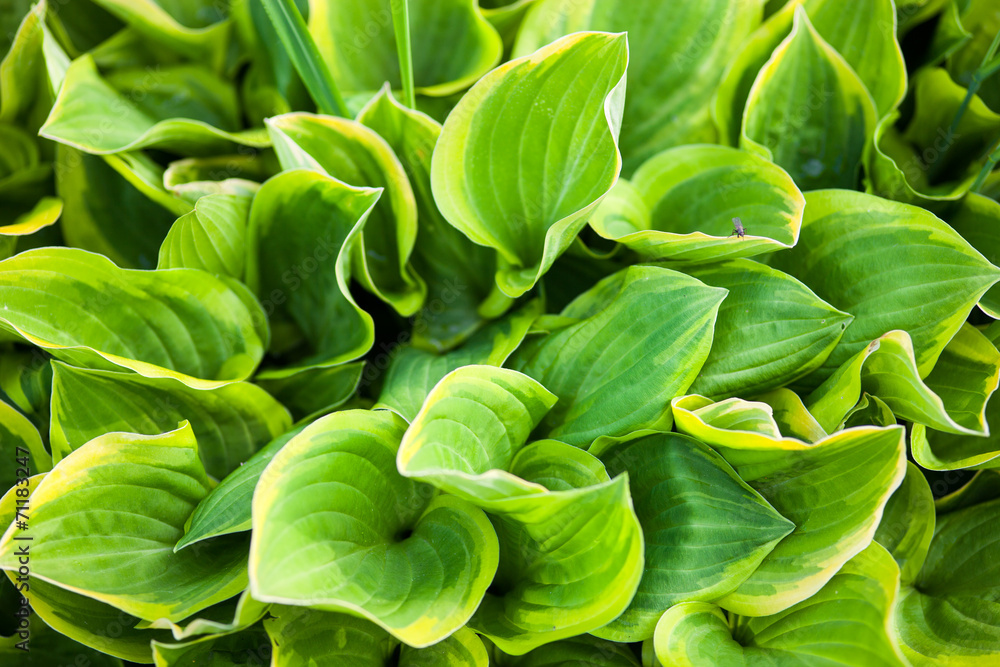 Fototapeta premium Green leaves of hosta