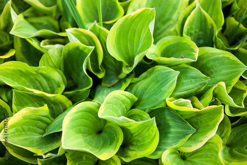 Green leaves of hosta