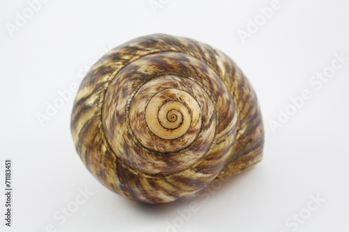 Spiral snail shell
