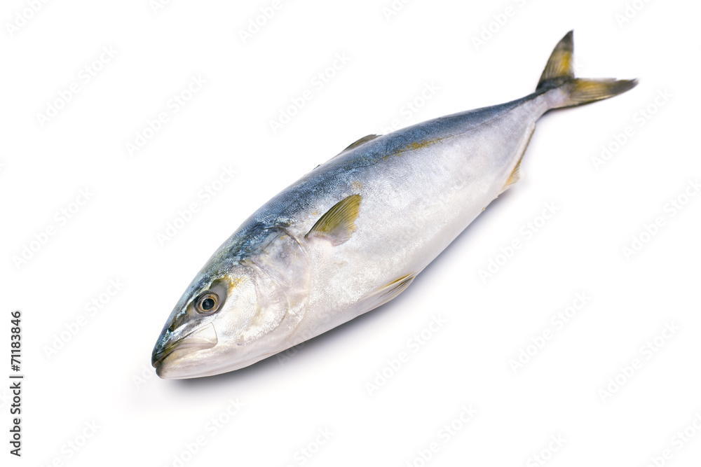 Fresh fish (hamachi fish) on white background.