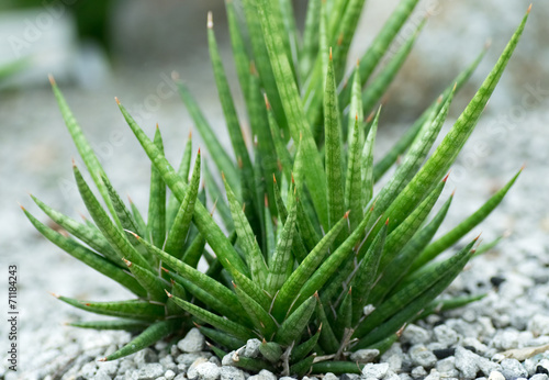 Sansevieria francisii, ASPARAGACEAE, Ethiopia