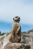 Cute Meerkat Standing, funny look.