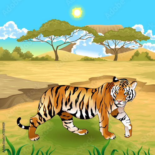 Fototapeta Naklejka Na Ścianę i Meble -  African landscape with tiger.