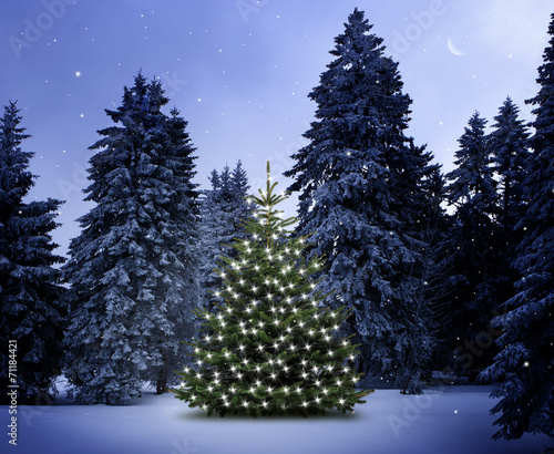 Weihnachtsbaum im Wald